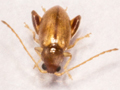 Longitarsus succineus